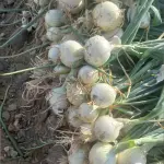 Wholesale Fresh white Onion For Export At Cooperation Price