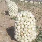Wholesale Fresh white Onion For Export At Cooperation Price