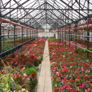 Kesht Baft Zar Kesht