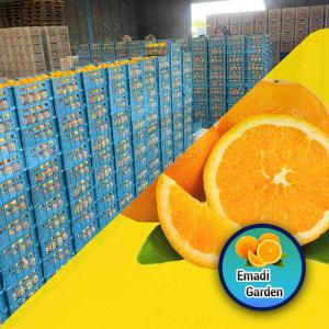 Fresh Organic Tangerines Wholesale at Best Price