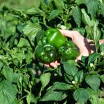 Bell Peppers Export In Best Price