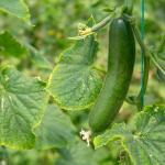 Fresh Iran Cucumber For Wholesales Best Price