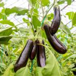 Fresh Eggplants For Best Price For Export