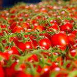 Fresh Tomatoes In Wholesale Price