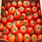 Iranian Export Tomato For Wholesale in The Best Price