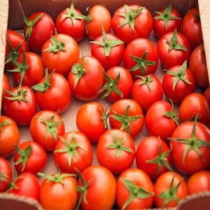 Iranian Export Tomato For Wholesale in The Best Price