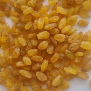 Bulk Iranian Raisins Export – Best Prices