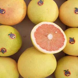 Premium Iranian Grapefruit Export – Wholesale Supplier | Fresh & High-Quality Citrus