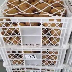 Wholesale Kiwifruit Export | Fresh Green Kiwi at Best Price – 150 Tons Weekly Supply