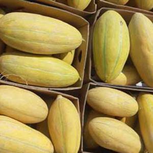 Melon Export – Best Wholesale Prices | Fresh & High-Quality Supply