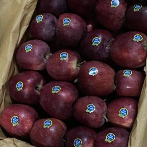 Premium Bulk Apples for Export – High-Quality