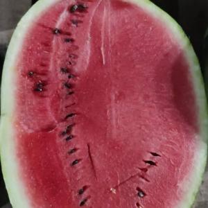 Watermelons Grade A+ for Export – Bulk Supply at Best Price
