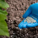 Seeding Fertilizer In Iran For Export