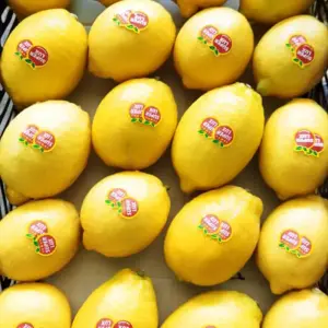 Buy Sour Lemons for Wholesale In Cooperation Price Order Now