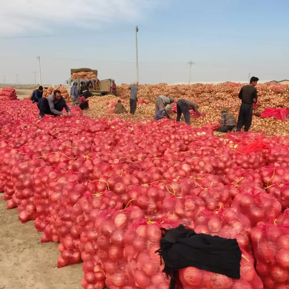 White Onion For Export