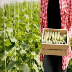 Iran–Saudi Agricultural Trade: Boosting Exports via Abrisham Road