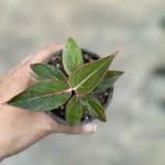 Aglaonema Lipstick (Red Siam), Exports Opportunity, wholesale Kesht Baft Zar Kesht