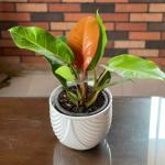 Philodendron Prince Of Orange, Exports Opportunity, wholesale Kesht Baft Zar Kesht