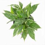 Spathiphyllum Variegated Mini, Exports Opportunity, wholesale Kesht Baft Zar Kesht