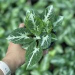 Syngonium Southern Star, Exports Opportunity, wholesale Kesht Baft Zar Kesht