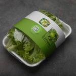 Iran Fresh Lettuce For Best Price
