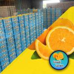 Organic Tangerines Wholesale Wax Free Local and juicy tangerine and Oranges