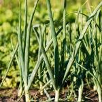 Iran Fresh Onion Ready To Supply In Bulk Order At Best Prices