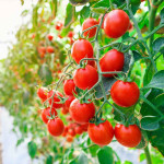 Tomatoes, Treasure Trove Nutrients, Green Farms Fruit & Vegetable Wholesale Producer