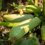 Iranian Zucchini For Export In Wholesale Best Prices