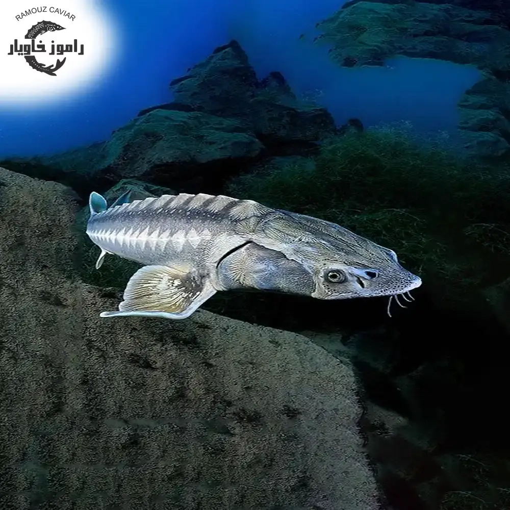 RAMOUZ CAVIAR