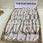 Lizard Fish For Export In The Best Price