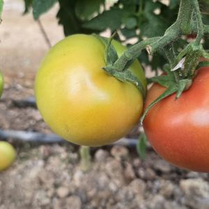 Radpardis trading company