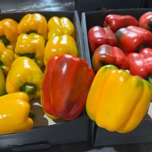 Radpardis trading company