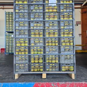 Radpardis trading company