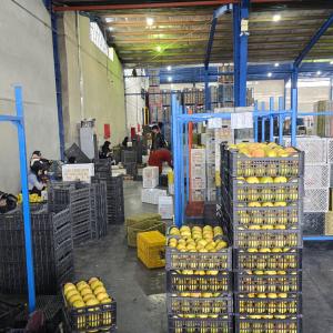 Radpardis trading company