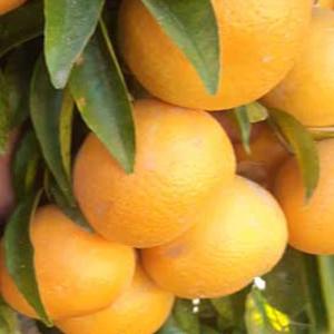 Wholesale Export of Oranges – Valencia Oranges for Global Markets
