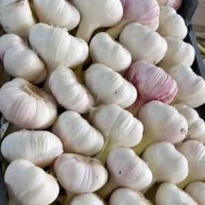Iranian Garlic Export – Bulk Supply at Wholesale Prices