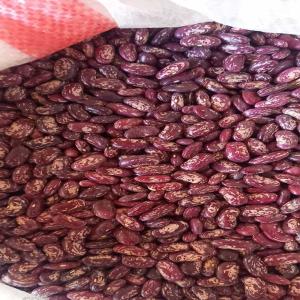 Uzbek industrial red beans in 25 kg bags