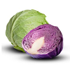 Fresh Cabbage for Export – Bulk Supply at Best Prices